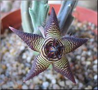 Stapelia cedrimontana